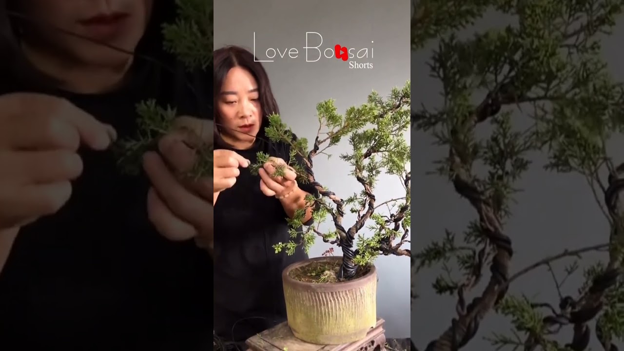 Artistic bonsai pruning techniques! #8 #lovebonsai #bonsai #bonsaiart #bonsaitree