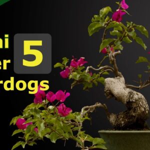 Top five flowering bonsai underdogs