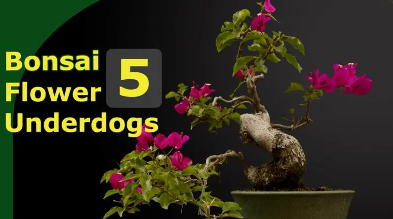 Top five flowering bonsai underdogs