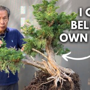 Transforming a Rare 100-Year-Old Shimpaku Juniper Bonsai