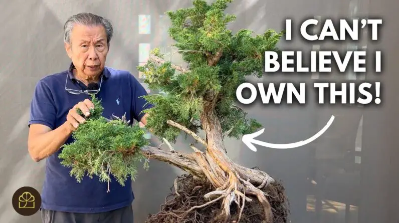 Transforming a Rare 100-Year-Old Shimpaku Juniper Bonsai