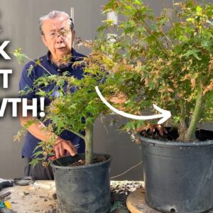 How to Turn Home Depot Nursery Stock into Bonsai Trees: 1 Year Progress Update!