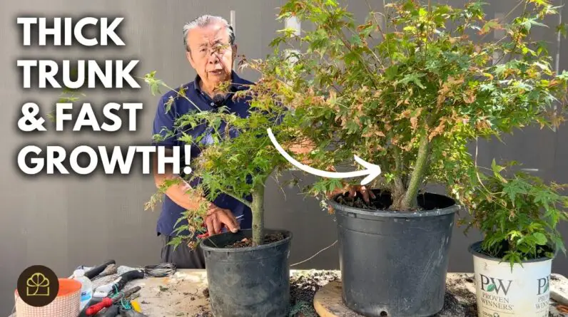 How to Turn Home Depot Nursery Stock into Bonsai Trees: 1 Year Progress Update!