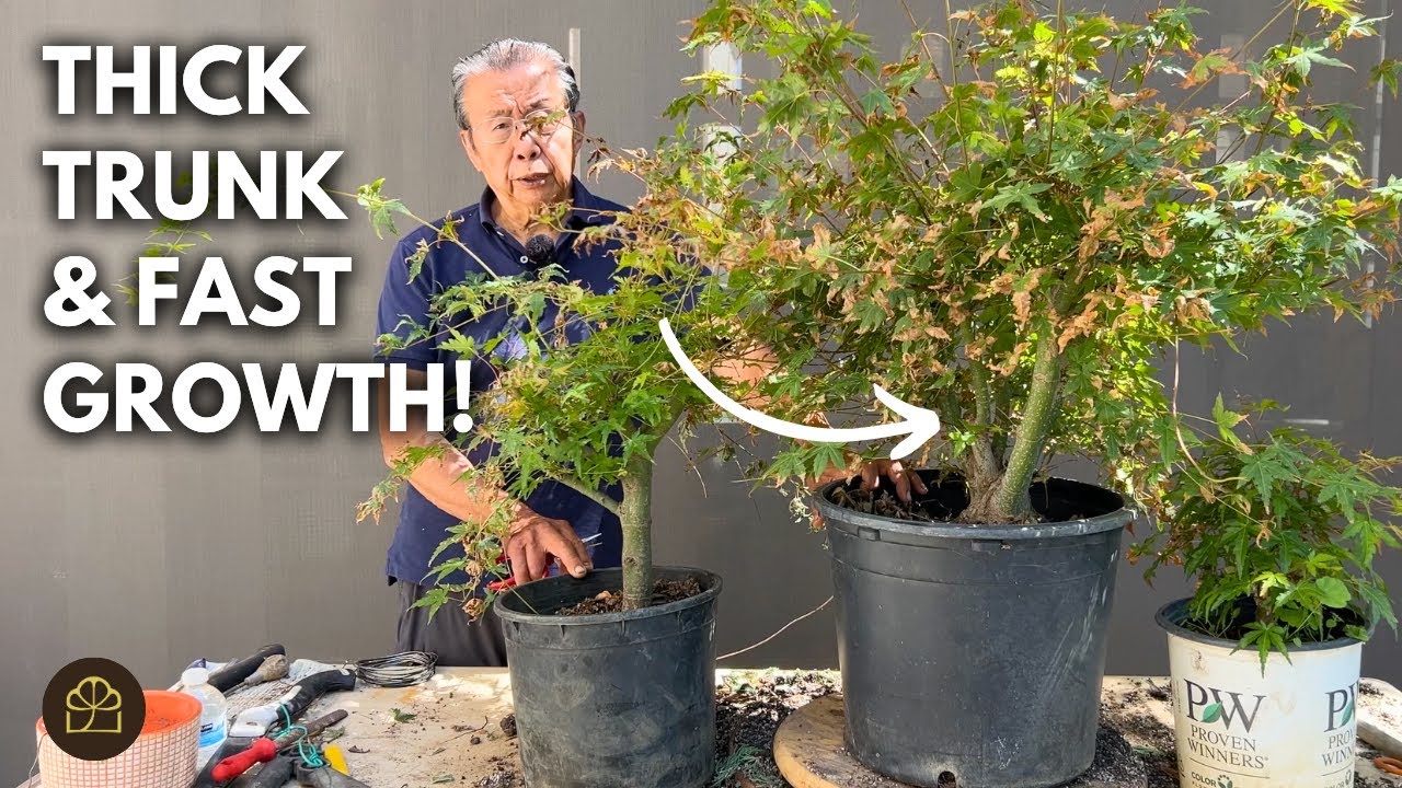 How to Turn Home Depot Nursery Stock into Bonsai Trees: 1 Year Progress Update!