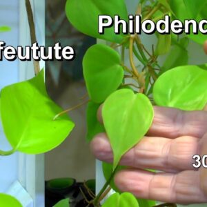 Efeutute und Philodendron im Vergleich und wie sie gepflegt werden. Zimmerpflanzen anders betrachtet