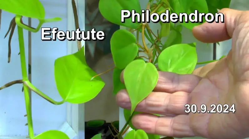 Efeutute und Philodendron im Vergleich und wie sie gepflegt werden. Zimmerpflanzen anders betrachtet