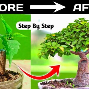 Watch A Stunning Time-lapse Of Mame Bonsai Growth