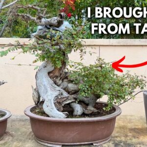 What is My Most Valuable Bonsai Tree? | Q&A