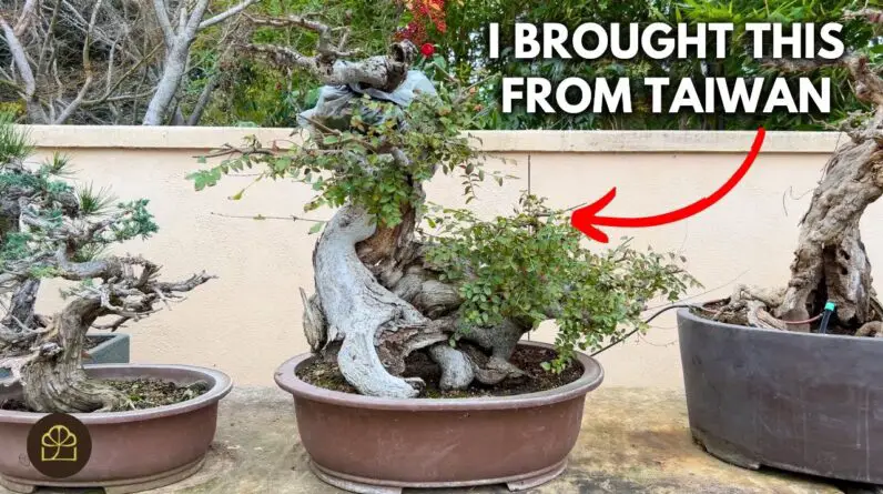 What is My Most Valuable Bonsai Tree? | Q&A