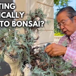 What’s My PhD Thesis Got to Do with Bonsai? | Q&A