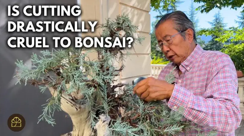 What’s My PhD Thesis Got to Do with Bonsai? | Q&A