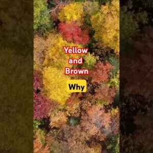 Why Bonsai turn Yellow and Brown in fall