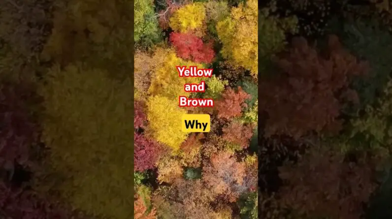 Why Bonsai turn Yellow and Brown in fall