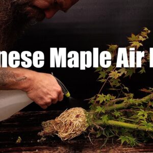 How to successfully air layer Japanese Maples |  in 4 month |  from start to the final product