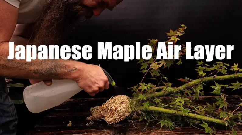 How to successfully air layer Japanese Maples |  in 4 month |  from start to the final product