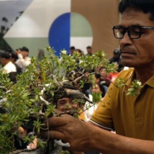 Yayat Hidayat Bonsai demo