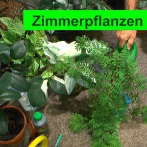 Zimmerpflanzen Pflege in der heutigen Zeit