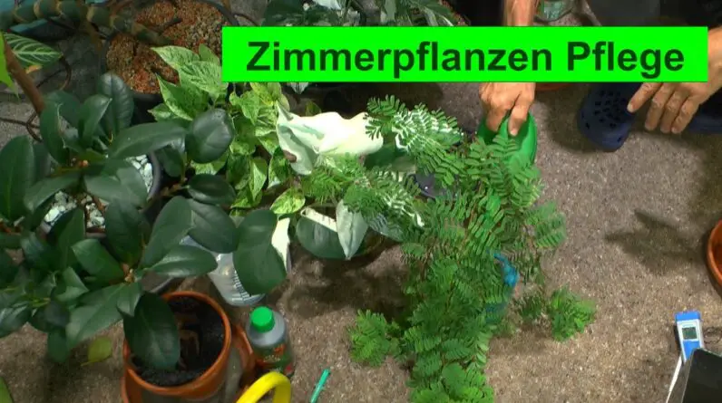 Zimmerpflanzen Pflege in der heutigen Zeit