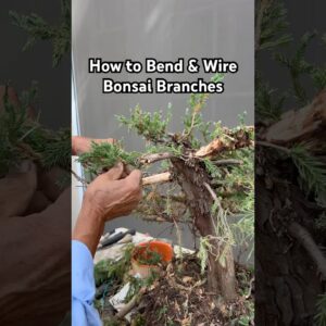 How to Bend & Wire Bonsai Branches #bonsai #bonsaitree #gardening #plants #tips #design #shorts