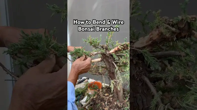 How to Bend & Wire Bonsai Branches #bonsai #bonsaitree #gardening #plants #tips #design #shorts