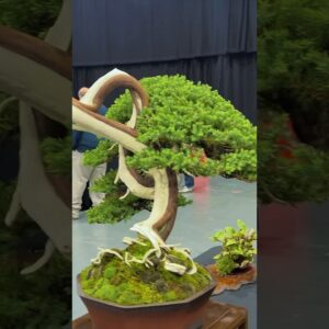 360 Degree Viewing: The Bonsai Show LIVE