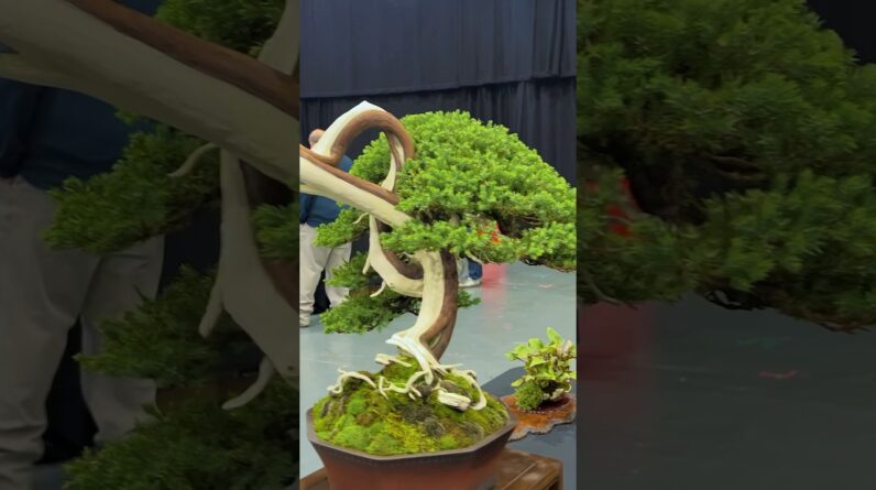 360 Degree Viewing: The Bonsai Show LIVE