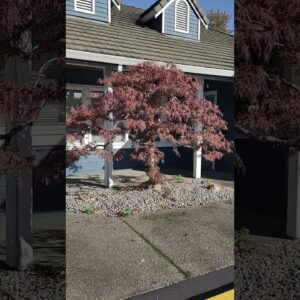 4 month #maple pruning update. #niwaki #bonsai #penjing #tree #trees