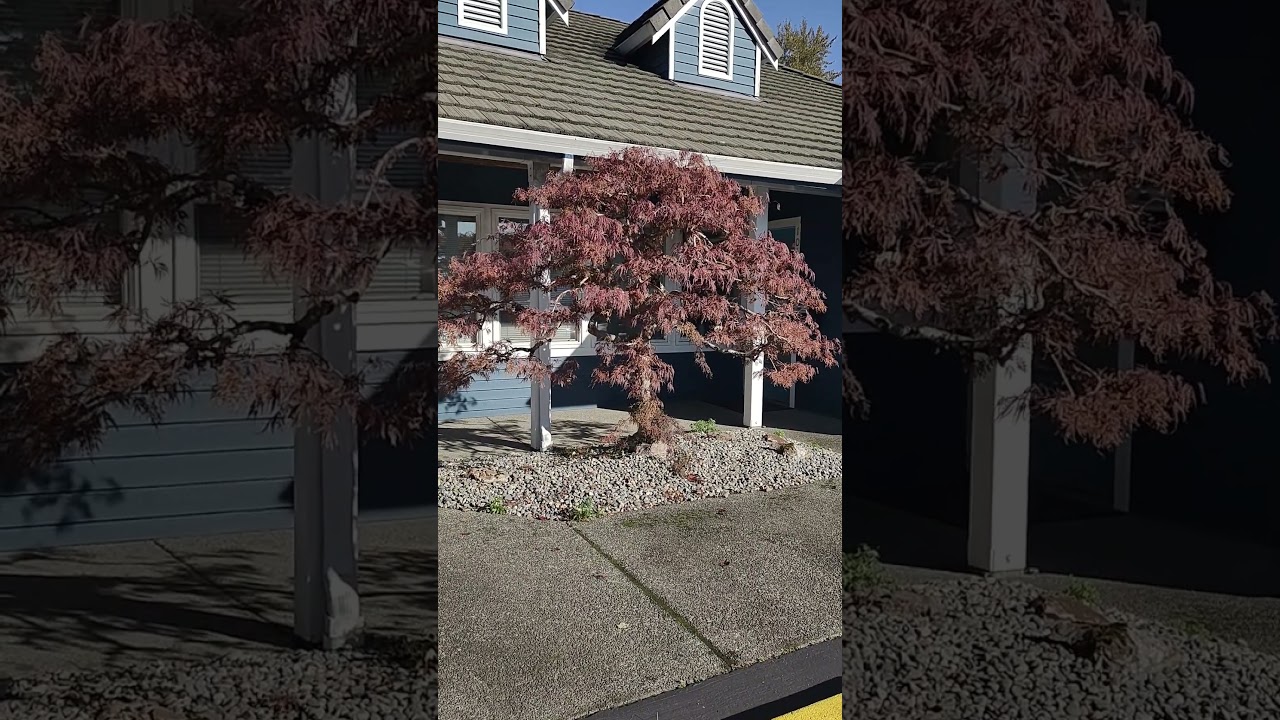 4 month #maple pruning update. #niwaki #bonsai #penjing #tree #trees