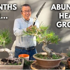 4 Month Progress Update on My Japanese Black Pine Bonsai