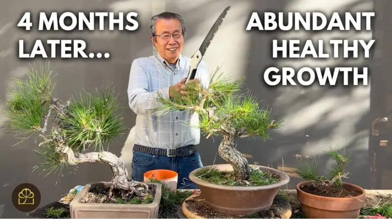 4 Month Progress Update on My Japanese Black Pine Bonsai