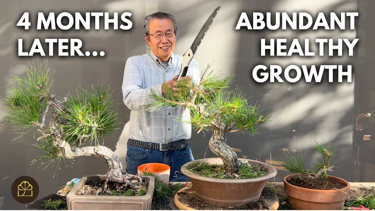 4 Month Progress Update on My Japanese Black Pine Bonsai