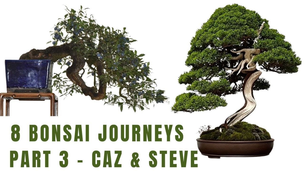 8 Bonsai Journeys - Part 3 - Caz and Steve