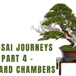 8 Bonsai Journeys - Part 4 - Richard Chambers