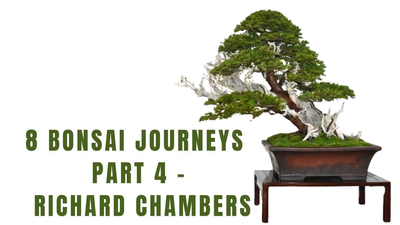 8 Bonsai Journeys - Part 4 - Richard Chambers