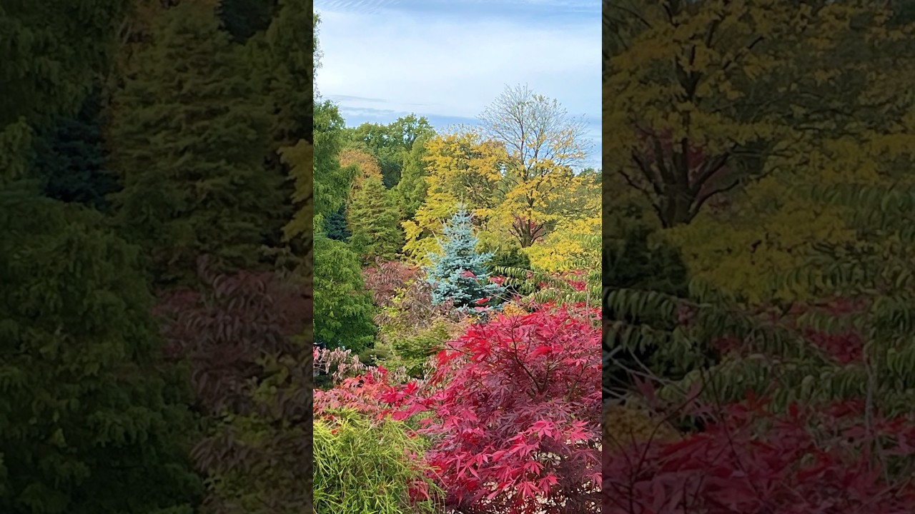 Beautiful Autumn Colours @RHS Harlow Carr