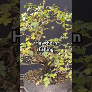 Beautifull Old Hawthorn Bonsai Entering Fall