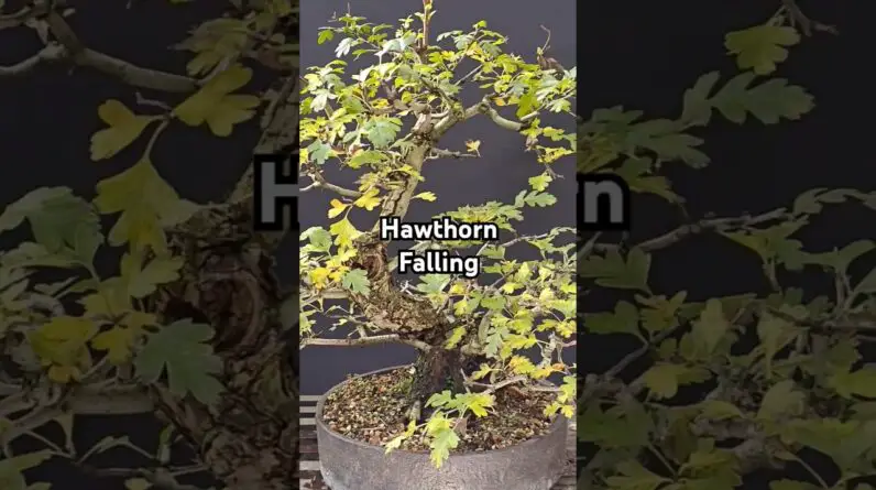 Beautifull Old Hawthorn Bonsai Entering Fall