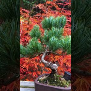 Bonsai: All The Colours!!!