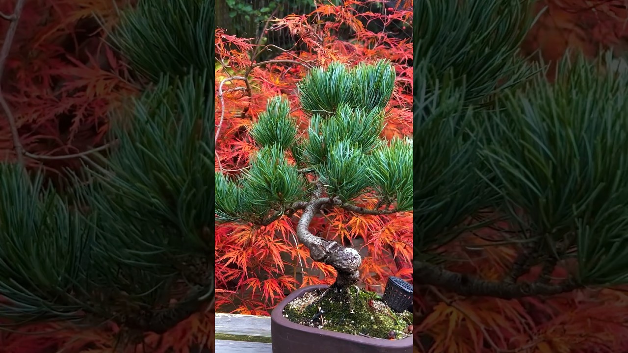 Bonsai: All The Colours!!!