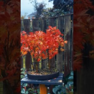 Bonsai Autumn Colours #bonsaitree #bonsai #bonsaitrees