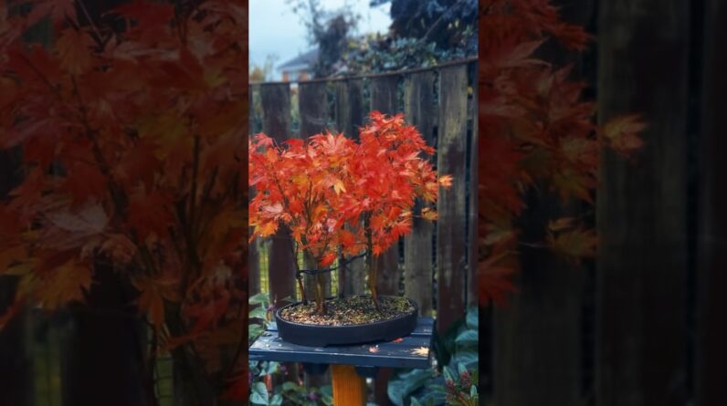 Bonsai Autumn Colours #bonsaitree #bonsai #bonsaitrees