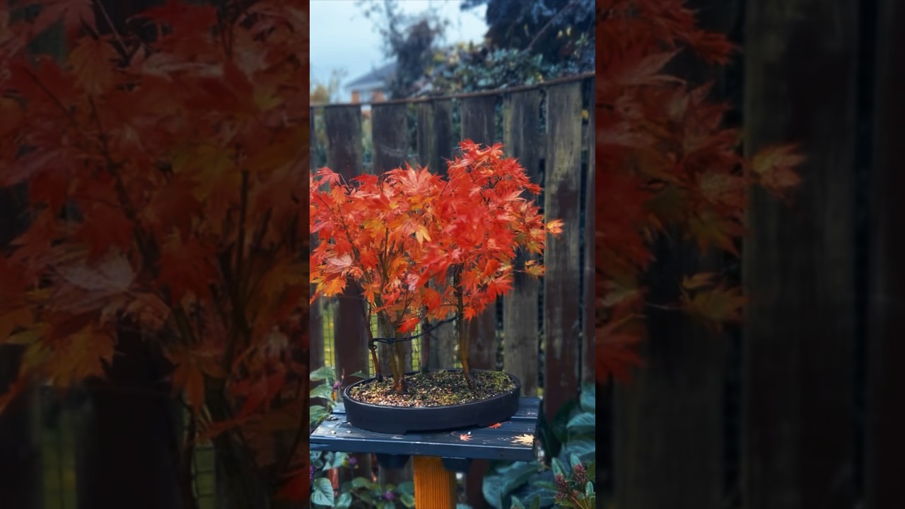 Bonsai Autumn Colours #bonsaitree #bonsai #bonsaitrees