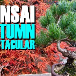 Bonsai: Autumn Spectacular