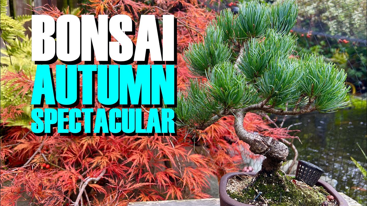 Bonsai: Autumn Spectacular