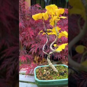 Bonsai: Beautiful Autumn Colours