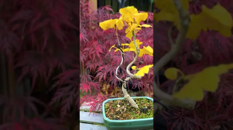 Bonsai: Beautiful Autumn Colours