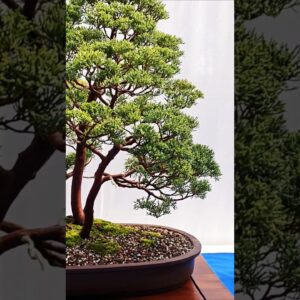 Bonsai Forest at the NRW bonsai Days