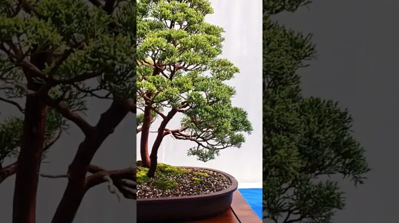 Bonsai Forest at the NRW bonsai Days