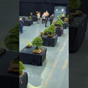 Bonsai in 360 Degrees: Bonsai Show LIVE 2024