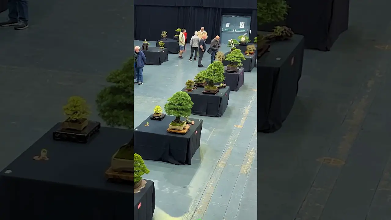 Bonsai in 360 Degrees: Bonsai Show LIVE 2024